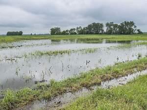Muncie Farm in Danville with several inches of standing water. Danville received 12.78 inches of rain in June