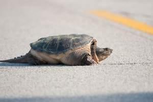 A snapping turtle crosses a road