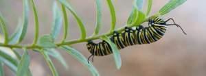 Monarch Butterfly Caterpillar on a branch