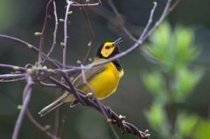 Hooded Warbler singing on a tree branch