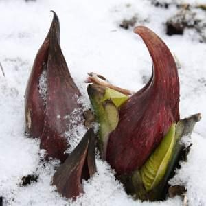 Symplocarpus foetidus, or Skunk Cabbage, growing out of snow