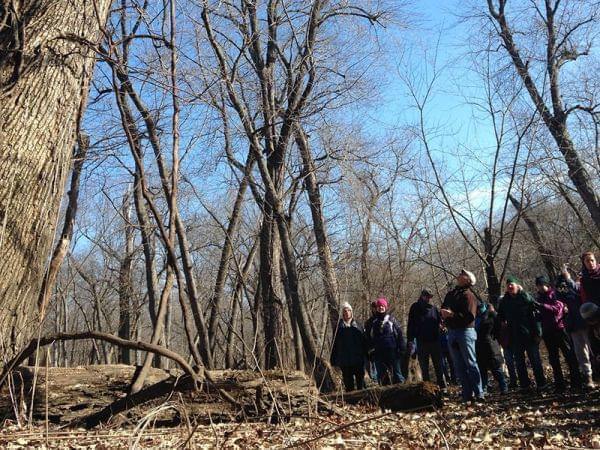Participants at the Allerton Winter Tree Identification Hike looking up at a state champion 
swamp white oak