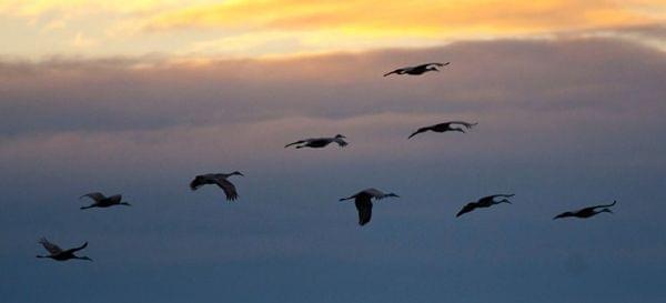 Sandhill Cranes in Flight against a sunset