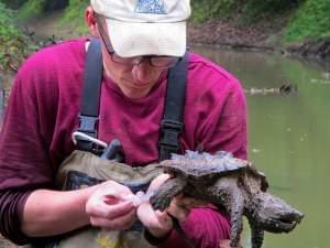 Ethan Kessler draws blood from an alligator snapping turtle just before releasing it