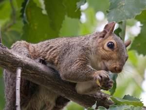 A gray squirrel eats an acorn in a Chinkapin oak tree