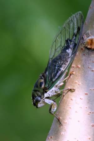 A cicada on a tree trunk