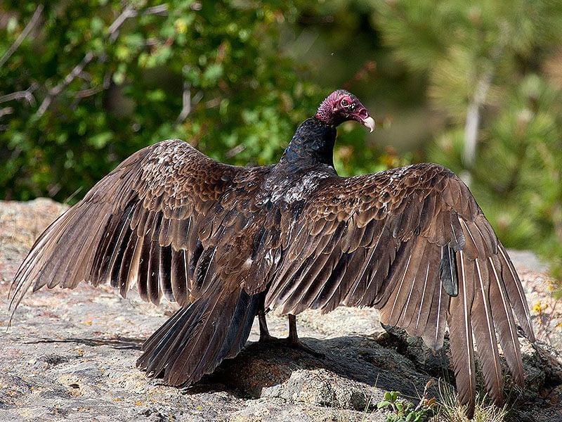 A turkey vulture with wings open perched on a rock