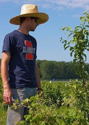 A graduate student looks over crops at U of I's Woody Perennial Polyculture site