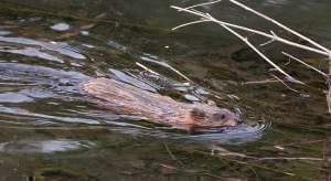 A muskrat swims in a creek 