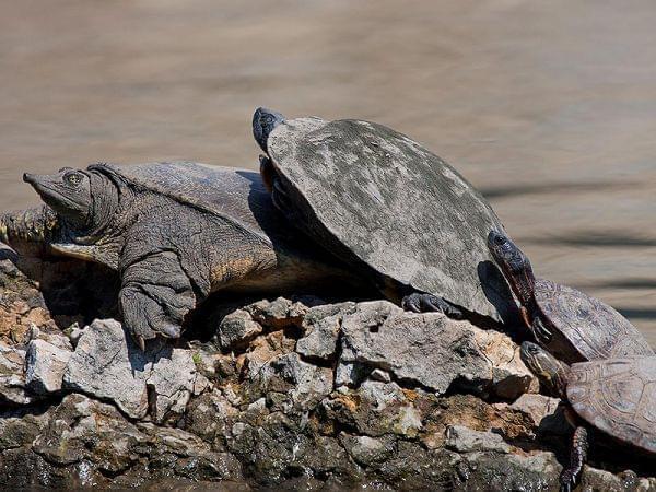 Softshell, Painted Turtle and Red-Eared Sliders sit on rocks at the shore of a pond