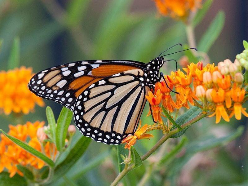 Monarch Butterfly feeding on butterfly milkweed