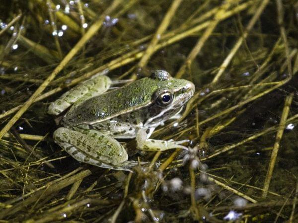 A southern leopard frog, small and dull green with a variety of spots, rests on a mat of stems at the edge of a marsh at night, lit by a flashlight.
