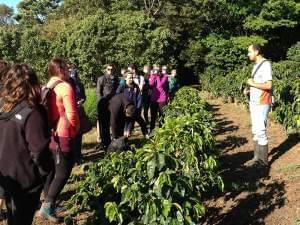  Anibal Torres explains how coffee is grown on a conventional plantation