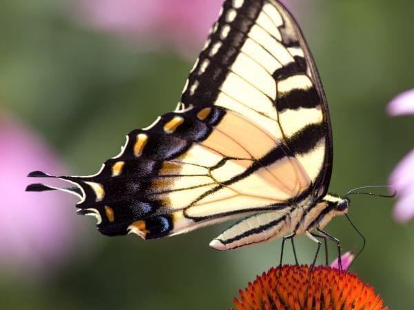 Brightly lit close-up lateral view of tiger swallowtail butterfly, wings folded above body. Underside of wing is pale yellow with black border and black tiger stripes.