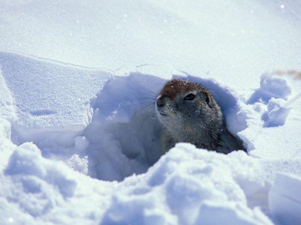 An Arctic ground squirrel peeks out from its burrow under the snow
