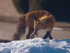 A red fox on a snowpile