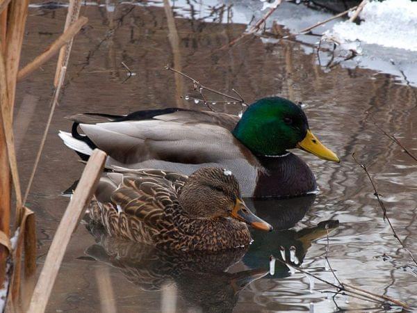 Mallard ducks in a creek