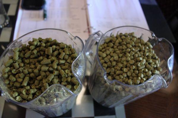 Cascade and centennial hops used for one of Bill Morgan's upcoming IPAs.