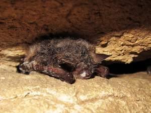 A bat showing the patches of fungus distinctive of white-nose syndrome