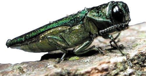A close-up photo of the emerald ash borer