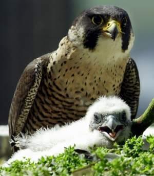 A peregrine falcon takes a protective stance over one of her two chicks on the balcony of a 25th floor apartment on Chicago's Michigan Ave., May 14, 2002. Eleven pairs of wild breeding peregrines live in Illinois in 2003, and are among the anima