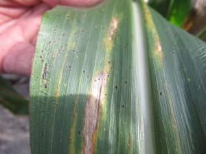  Tar spot, a disease found in Mexico and Central America has been spotted for the first time in DeKalb County. The disease leaves the stalks brown and bumpy and is caused by two organisms. Experts say it shouldn’t be a detrimental factor this l