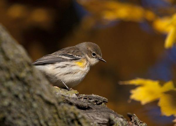 Tight profile shot of a songbird, light below and gray above, with a patch of yellow on its shoulder. Blurred background of orange and yellow maple leaves.