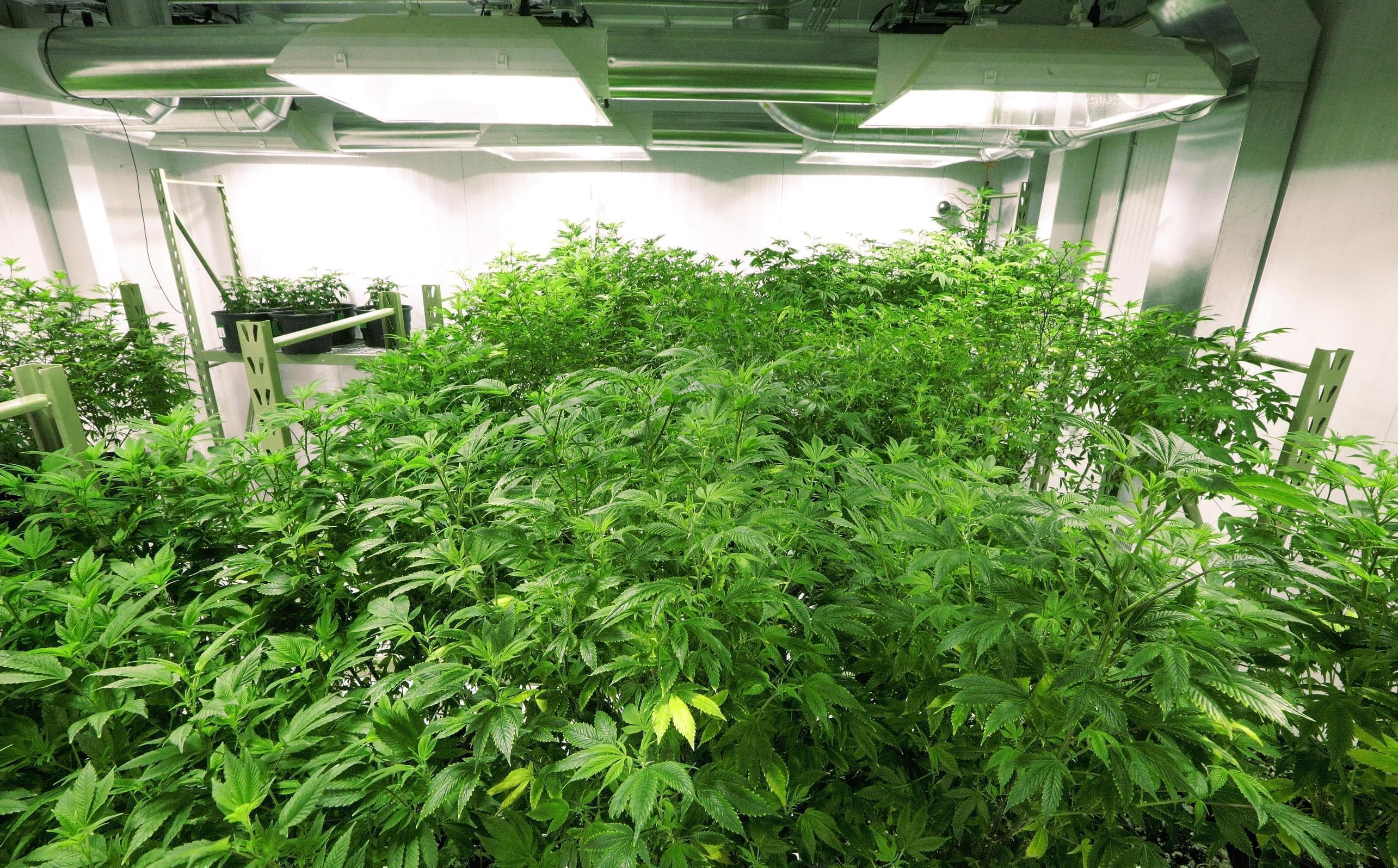 In this Tuesday, Sept. 15, 2015 photo, the "mother" marijuana plants are keep healthy inside the "Mother Room" at the Ataraxia medical marijuana cultivation center in Albion, Ill. 