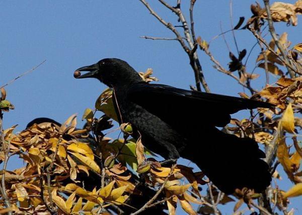 A side-view of robust, all black bird at the top of a tree with a small brown nut held in its bill against a background of clear blue sky.