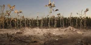 A drought-stricken soybean field near Dayton, Indiana.