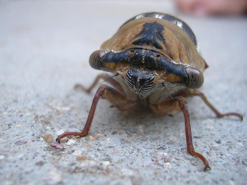 Cicada