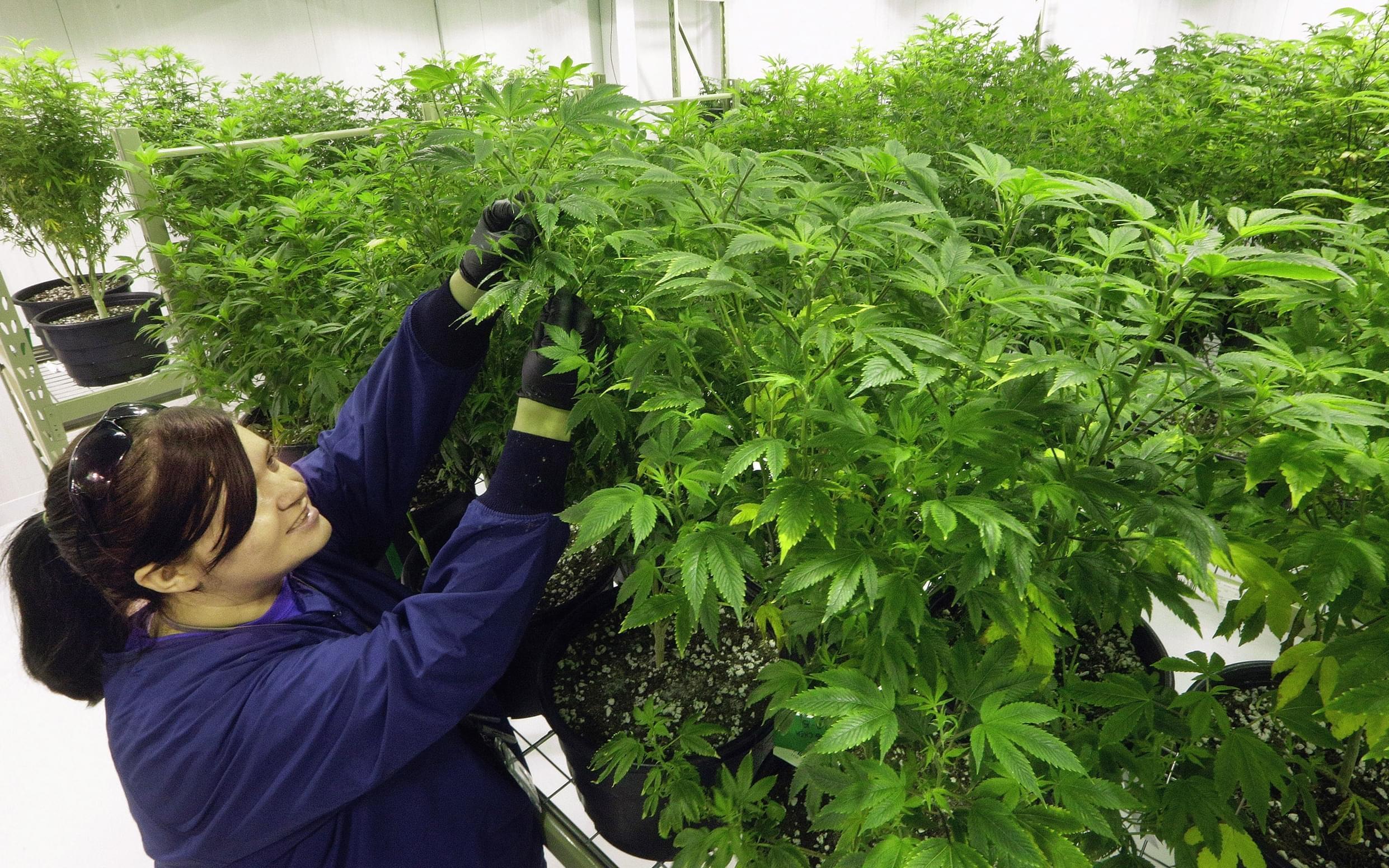 In this Sept. 15, 2015 file photo, Ashley Thompson inspects marijuana plants inside the "Mother Room" at the Ataraxia medical marijuana cultivation center in Albion, Ill.