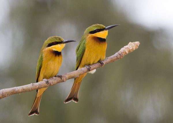 Two small birds perched on a branch. They are 