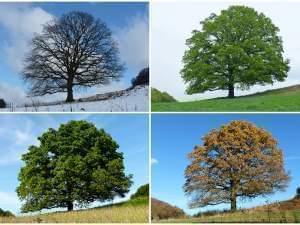 same tree over four seasons