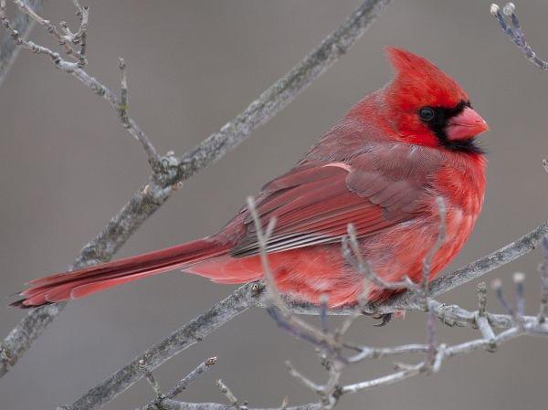 Tight shot of a bright red male cardinal in bare branches.
