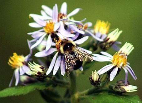 A bee gathers nectar from a flower, while also pollinating it.