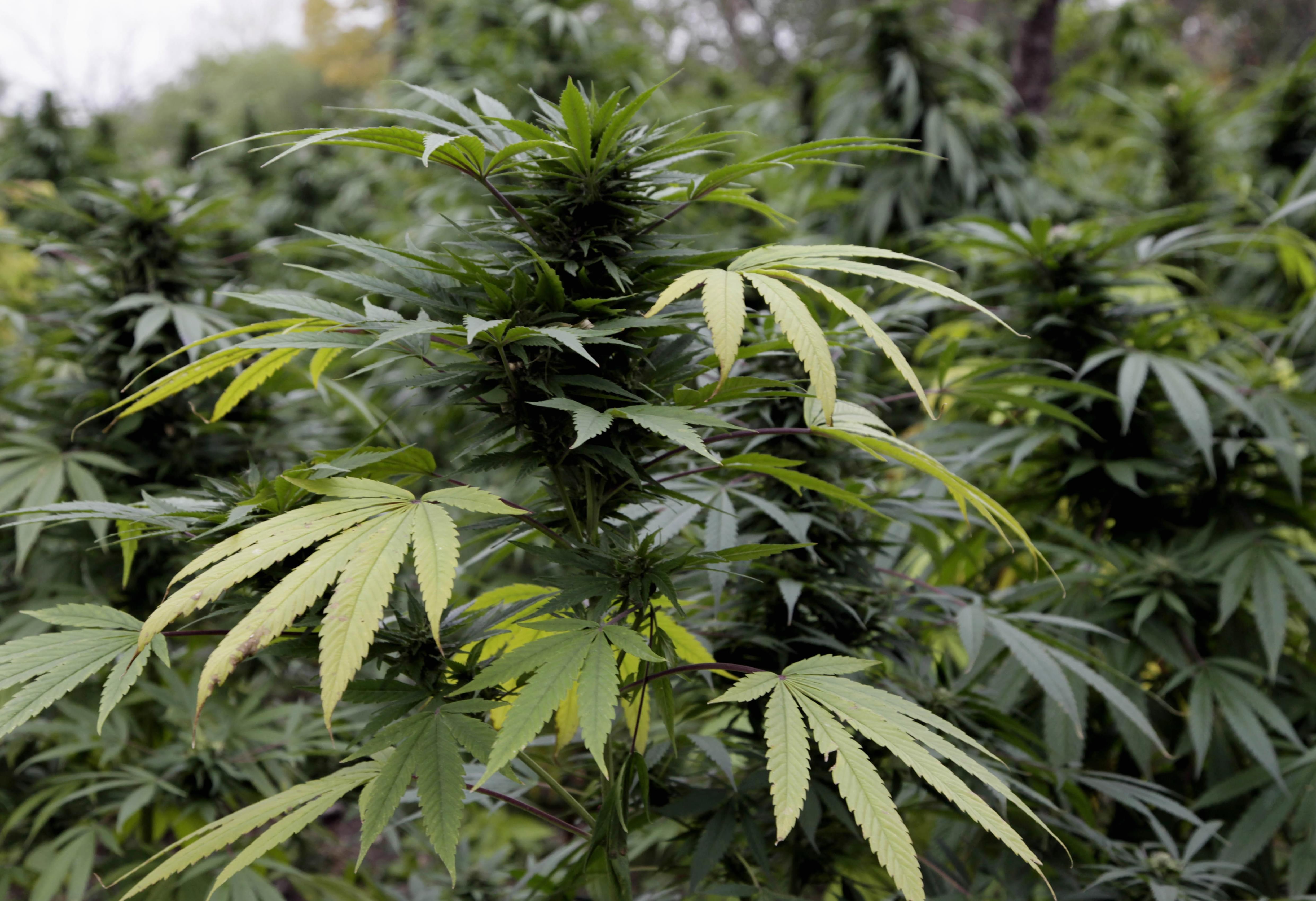 marijuana plants