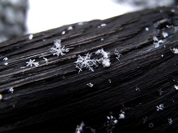 snowflakes on a log