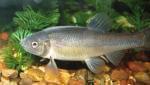 fathead minnow fish