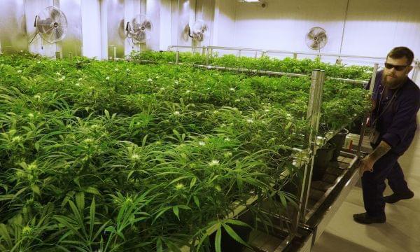 n this Sept. 15, 2015 file photo, lead grower Dave Wilson cares for marijuana plants at the Ataraxia medical marijuana cultivation center in Albion, Ill.