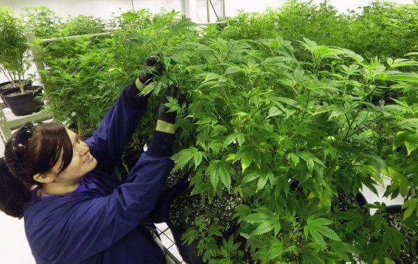 In this Sept. 15, 2015 file photo, Ashley Thompson inspects marijuana plants inside the "Mother Room" at the Ataraxia medical marijuana cultivation center in Albion, Ill