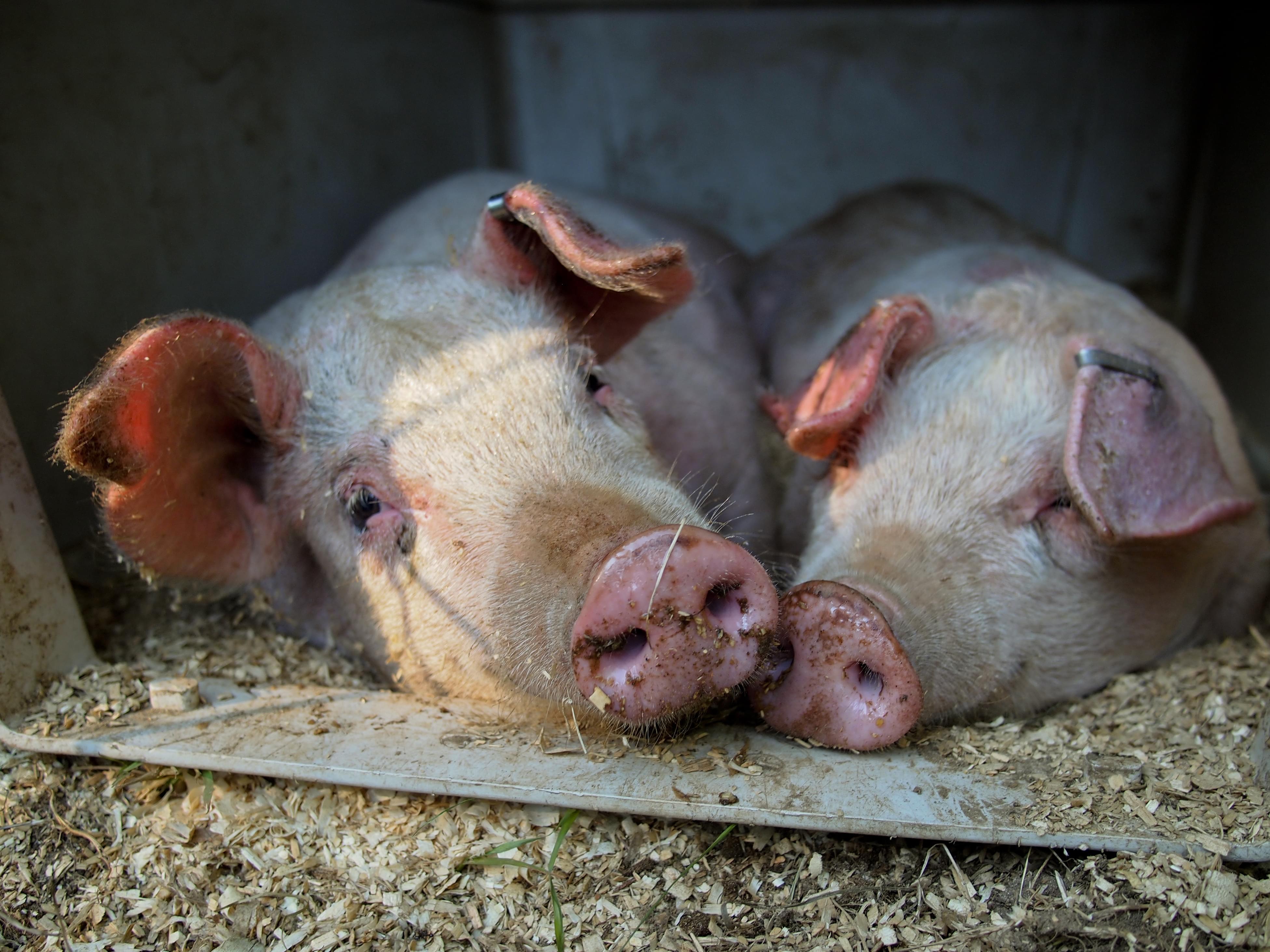 pigs