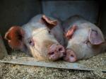 pigs