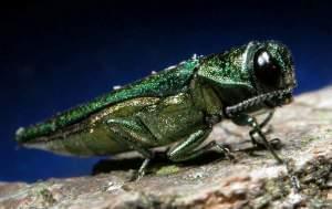 A picture of the emerald ash borer