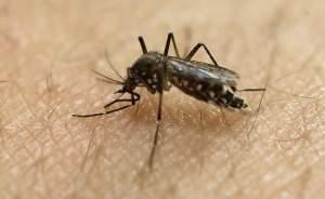 In this Jan. 18, 2016, file photo, a female Aedes aegypti mosquito, known to be a carrier of the Zika virus, acquires a blood meal on the arm of a researcher at the Biomedical Sciences Institute of Sao Paulo University in Sao Paulo, Brazil.