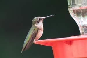 Tight shot of a hummingbird, iridescent green above and white below, perched on the edge of a red plastic feeder.