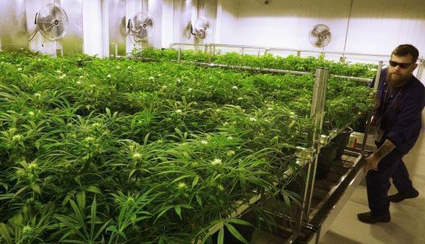 In this Sept. 15, 2015 file photo, lead grower Dave Wilson care for marijuana plants in the "Flower Room" at the Ataraxia medical marijuana center in Albion, IL.