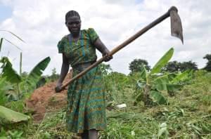 Christine Anyeko, a laborer in Uganda's northern Amuru district, weeds a field of cassava, banana and beans by hand.