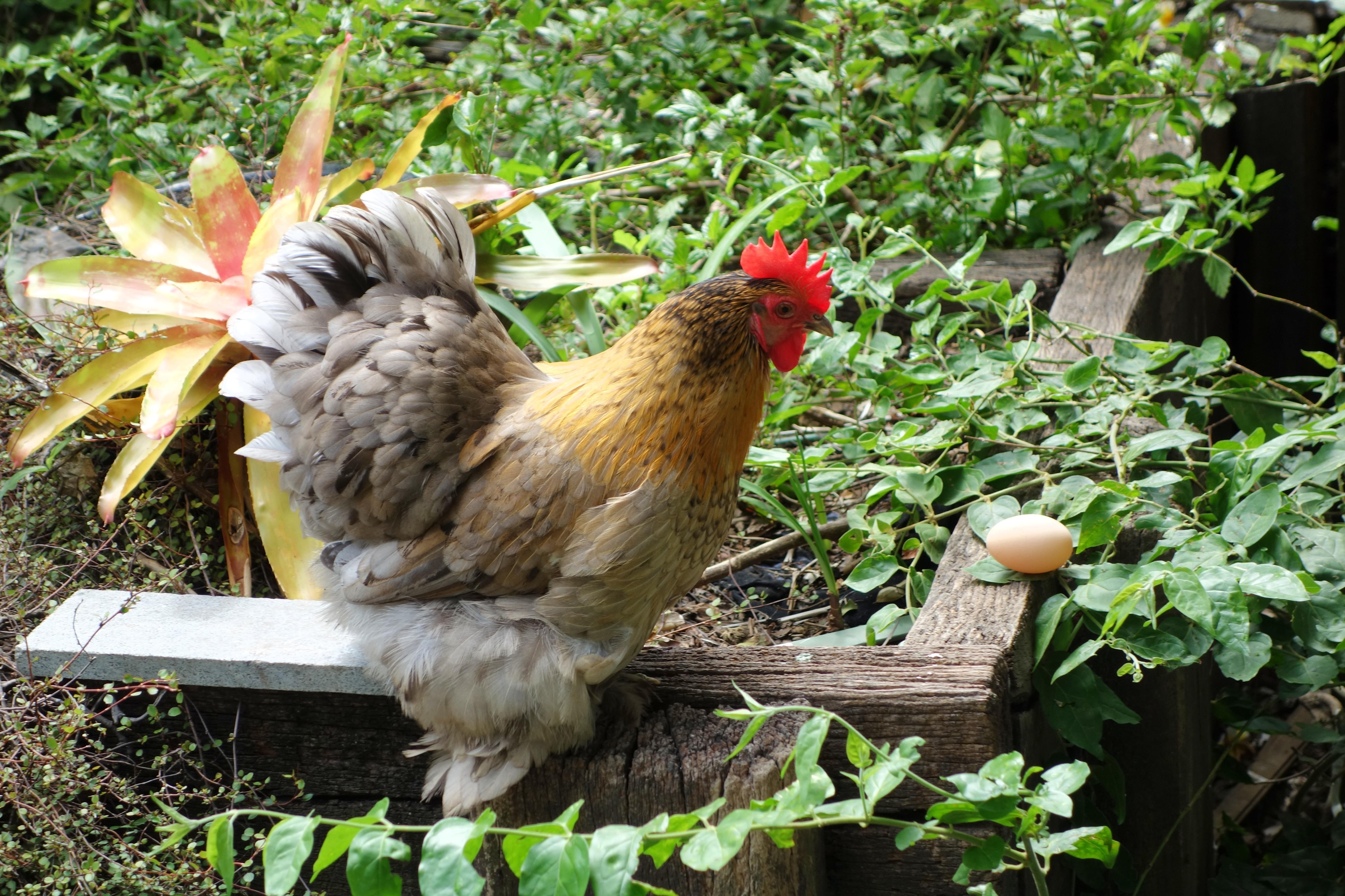 chicken and egg