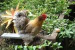 chicken and egg